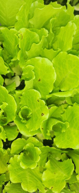 소심이님의 상추 · 병해충상담 작성글 사진