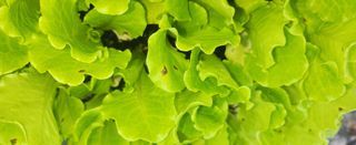 소심이님의 상추 · 병해충상담 작성글 사진