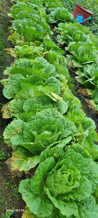 전순옥님의 배추 · 병해충상담 작성글 사진