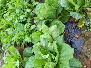 김석준님의 배추 · 병해충상담 작성글 사진