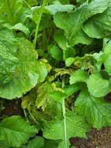 팜모닝 기타작물·병해충상담 게시글 이미지