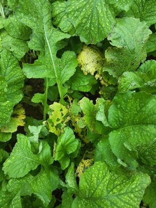 윤무섭님의 기타작물 · 병해충상담 작성글 사진