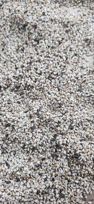 시지노인님의 참깨 · 병해충상담 작성글 사진