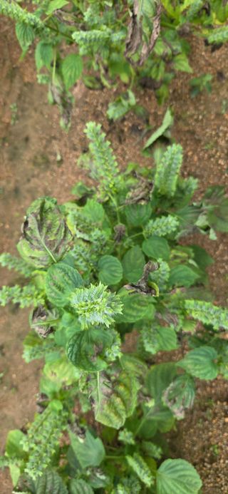 삽질왕님의 들깨 · 병해충상담 작성글 사진