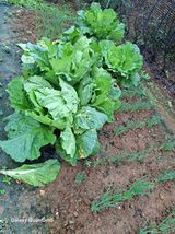 팜모닝 배추·병해충상담 게시글 이미지