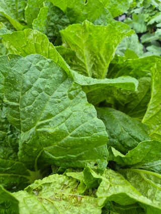 한재순님의 배추 · 병해충상담 작성글 사진