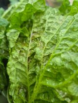 팜모닝 배추·병해충상담 게시글 이미지