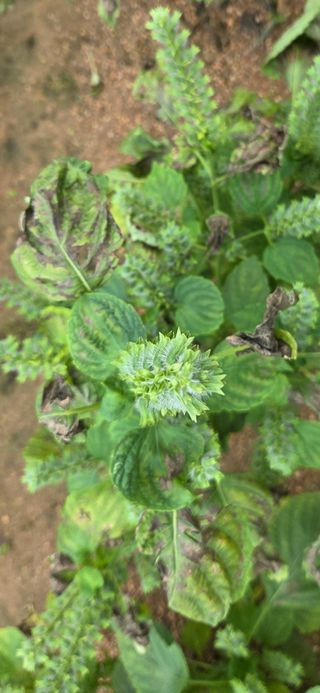 삽질왕님의 들깨 · 병해충상담 작성글 사진