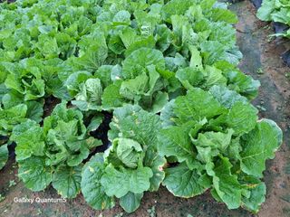 김석준님의 배추 · 병해충상담 작성글 사진