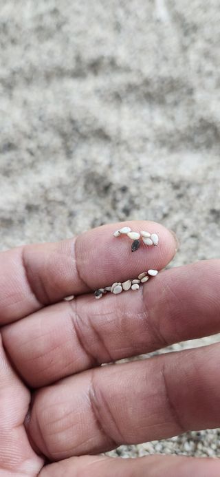 시지노인님의 참깨 · 병해충상담 작성글 사진