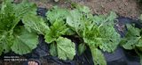 팜모닝 배추·병해충상담 게시글 이미지