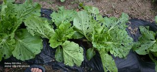 진인사대천명님의 배추 · 병해충상담 작성글 사진