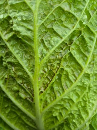 한재순님의 배추 · 병해충상담 작성글 사진