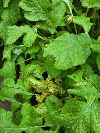 윤무섭님의 기타작물 · 병해충상담 작성글 사진