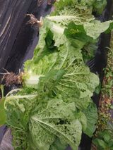 팜모닝 배추·병해충상담 게시글 이미지