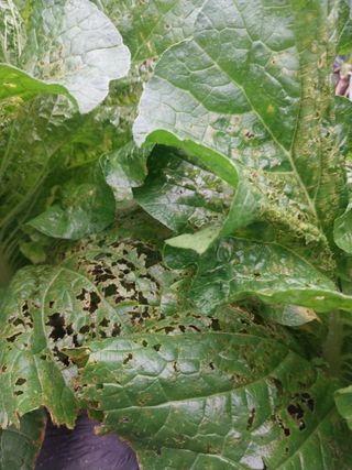 보라카이님의 배추 · 병해충상담 작성글 사진