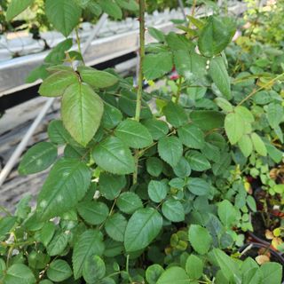 현리님의 기타작물 · 병해충상담 작성글 사진