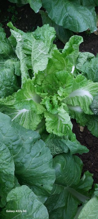 이형모님의 배추 · 병해충상담 작성글 사진