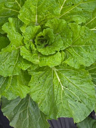 박용열조물주님 님의 배추 · 병해충상담 작성글 사진