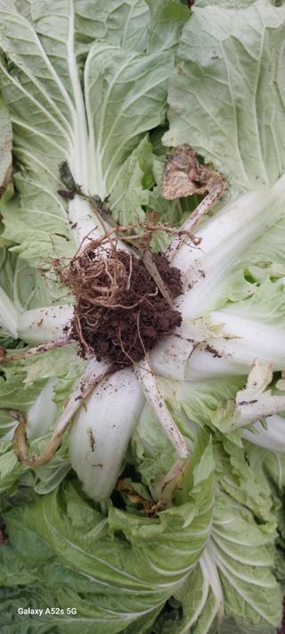 이형모님의 배추 · 병해충상담 작성글 사진