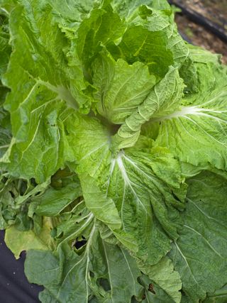 박용열조물주님 님의 배추 · 병해충상담 작성글 사진