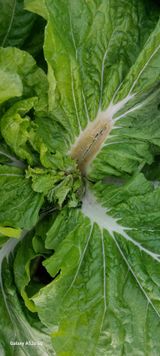 팜모닝 배추·병해충상담 게시글 이미지