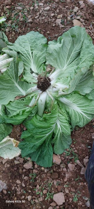 이형모님의 배추 · 병해충상담 작성글 사진