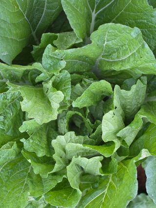 박용열조물주님 님의 배추 · 병해충상담 작성글 사진