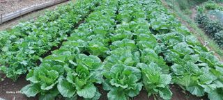 이형모님의 배추 · 병해충상담 작성글 사진