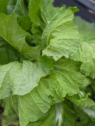 박용열조물주님 님의 배추 · 병해충상담 작성글 사진