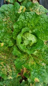 팜모닝 배추·병해충상담 게시글 이미지