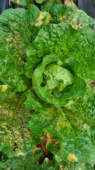 함영규님의 배추 · 병해충상담 작성글 사진