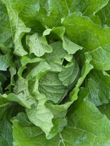 팜모닝 배추·병해충상담 게시글 이미지