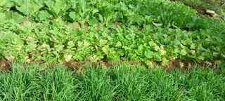 제주할아범님의 배추 · 병해충상담 작성글 사진