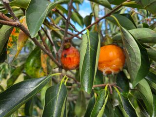 남윤호님의 감 · 병해충상담 작성글 사진