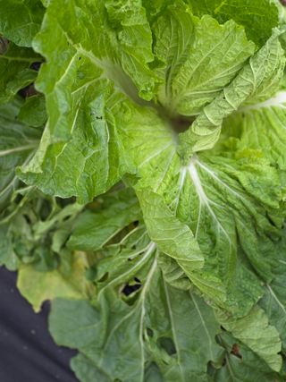 박용열조물주님 님의 배추 · 병해충상담 작성글 사진