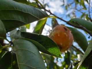 남윤호님의 감 · 병해충상담 작성글 사진