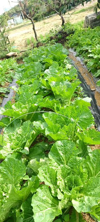 제주할아범님의 배추 · 병해충상담 작성글 사진