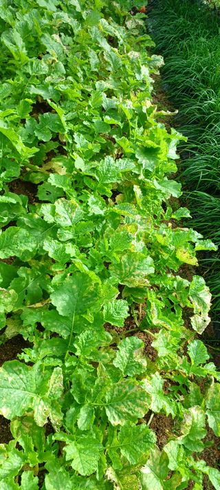 제주할아범님의 배추 · 병해충상담 작성글 사진