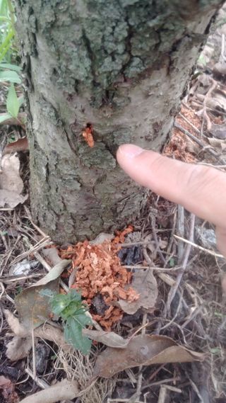 안병현님의 사과 · 병해충상담 작성글 사진