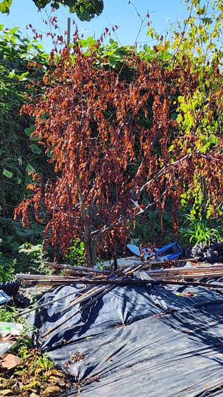 황창용님의 기타작물 · 병해충상담 작성글 사진