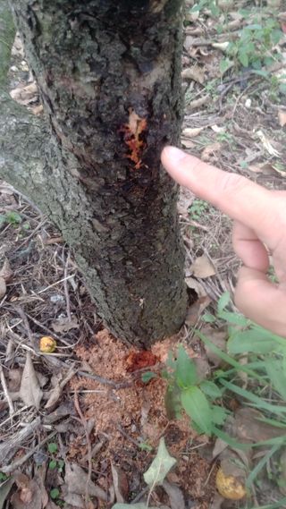 안병현님의 사과 · 병해충상담 작성글 사진