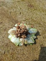 팜모닝 배추·병해충상담 게시글 이미지