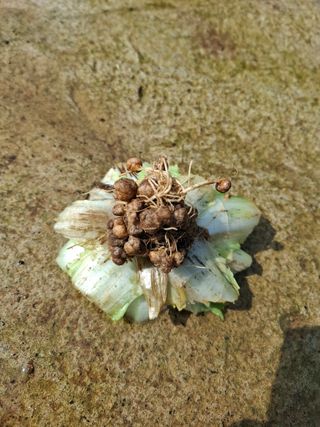 초보굴백이님의 배추 · 병해충상담 작성글 사진