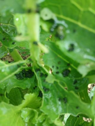 사부님의 기타작물 · 병해충상담 작성글 사진