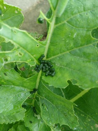 사부님의 기타작물 · 병해충상담 작성글 사진