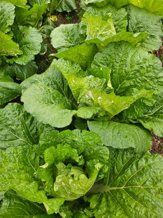 최正식(南昔)님의 배추 · 병해충상담 작성글 사진