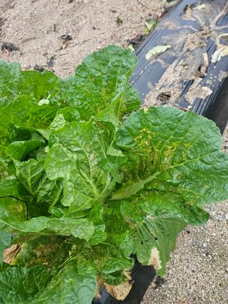 윤재하님의 배추 · 병해충상담 작성글 사진