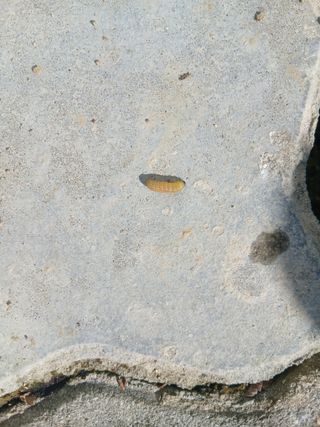 사부님의 기타작물 · 병해충상담 작성글 사진