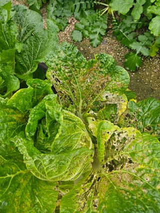 윤재하님의 배추 · 병해충상담 작성글 사진